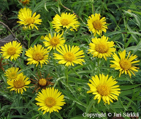  Inula ensifolia 